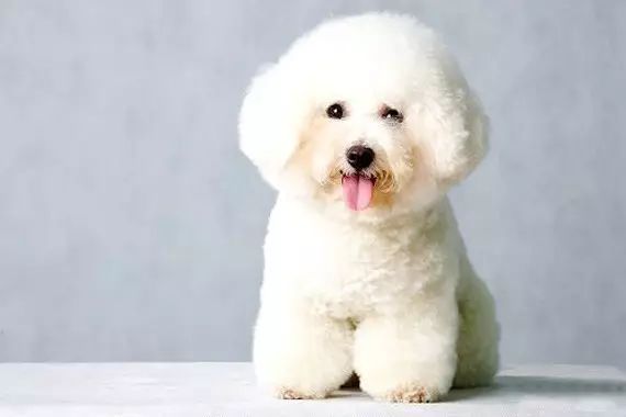白色贵宾犬(白色贵宾犬长什么样)