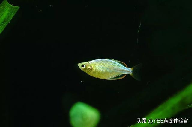 养鱼技巧和要求，新手养鱼，要弄清这些小技巧