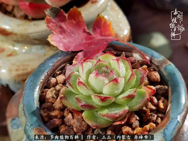 雪候鸟是什么意思，雪候鸟歌词表达什么意思（多肉于我从来不是锦上添花）