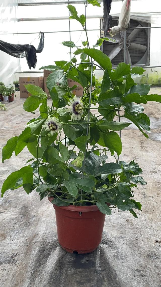 西番莲果的功效和作用详情介绍,西番莲果的功效与禁忌(盆栽西番莲 百