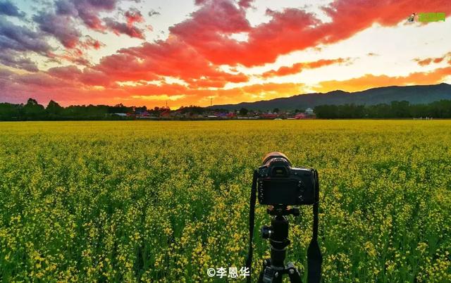 油菜花开的季节，适合家庭室内养的花与绿植（2019年全国油菜花开放时间表）