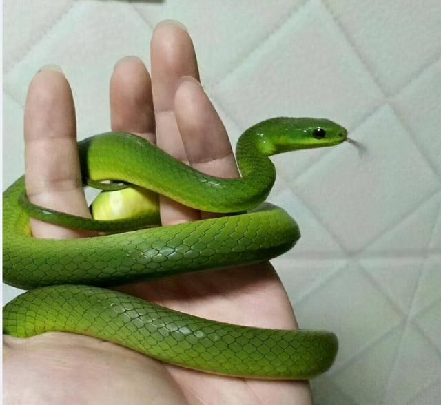 全身绿色的蛇是什么蛇(广东一公交车站旁惊现毒蛇竹叶青)
