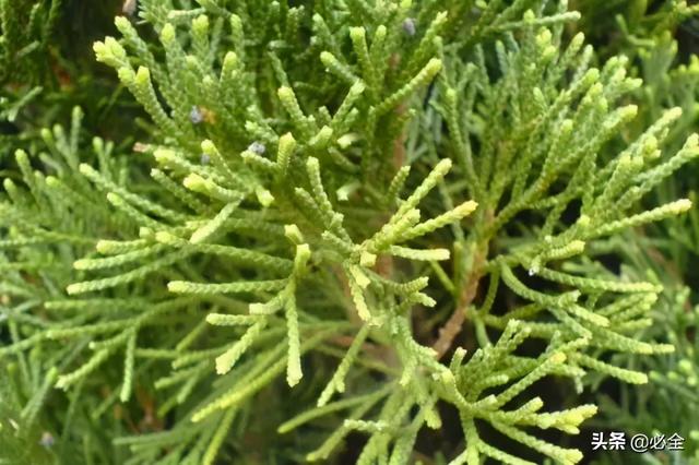 地被植物，常绿植物、地被及其他篇（地被植物名词解释）