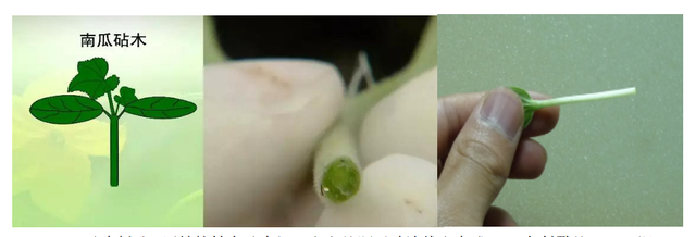 西瓜嫁接育苗的工厂化管理方法有哪些，西瓜苗如何培育（西瓜高产管理技术之四）