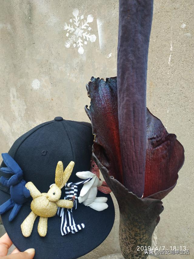 中国大的魔芋产地，魔芋产地陕西（四年才开一次花的魔芋）