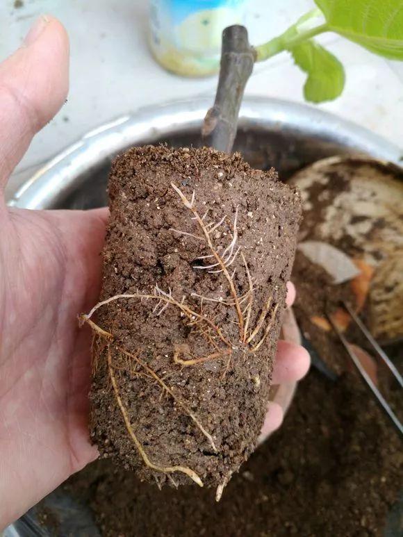 霸王花是火龙果的花吗，昙花、霸王花、火龙果花和令箭荷花的区别（奶奶把一根枝插土里）