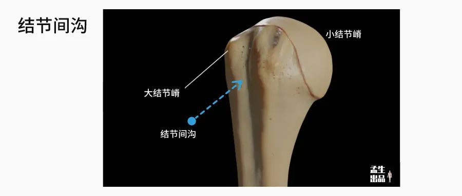 肱骨长是什么意思，股骨长是什么意思（肩关节肌骨解剖学——第三讲）