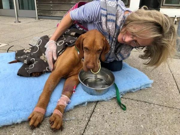 木糖醇的危害,木糖醇的功效与副作用(狗狗偷吃蛋糕后身亡) 木糖醇的危害,木糖醇的功效与副作用(狗狗偷吃蛋糕后身亡)