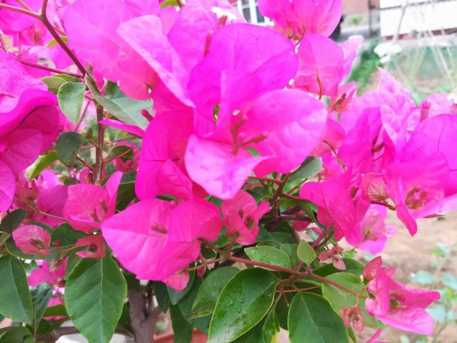 三角梅哪个品种最漂亮好看，三角梅哪个品种最勤开花？花开最美艳