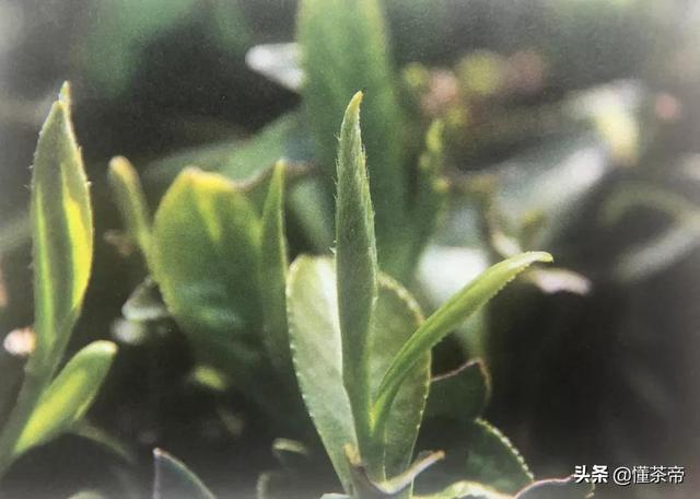 太姥山的资料，太姥山是哪里的（你知道白茶都是什么树种做的吗）