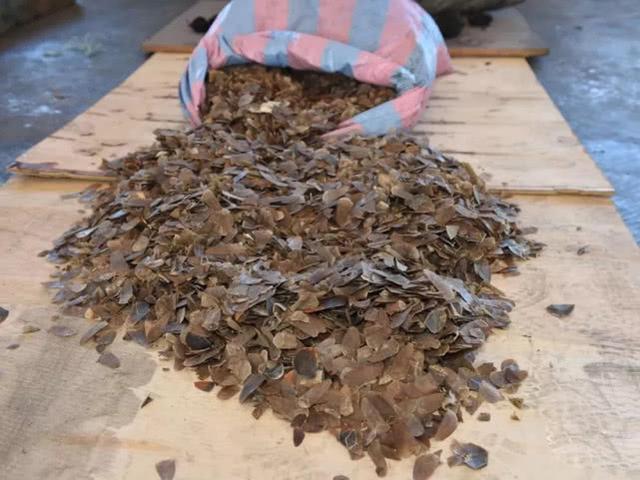 白蚁最怕什么，家里白蚁怎么消灭才干净（却因谣言遭人们疯狂捕捉）