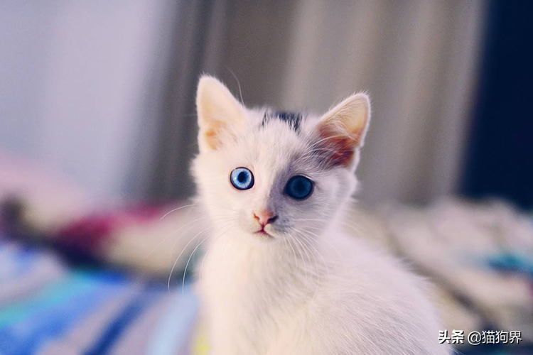 小猫出生几天睁眼，猫生一只穷二只富三只（新生幼猫养护知识点）