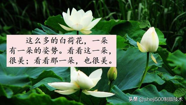 莲蓬的蓬是不是读轻声，莲蓬的蓬为什么读轻声（部编版语文三年级下册第3课《荷花》图文讲解）