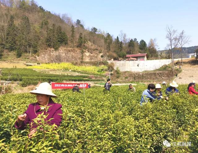 采茶怎么采，采茶季节采茶技