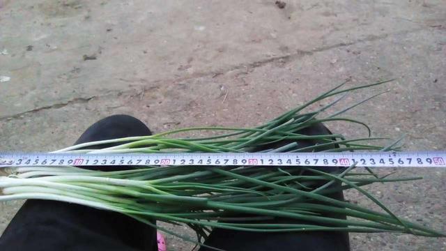 四季小香葱的种植方法，四季小香葱的种植方法视频（农户种植小香葱）
