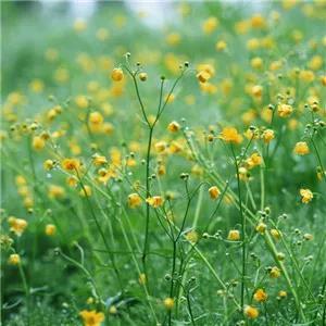 孟春 仲春 季春 暮春，孟春季春仲春是什么意思（春天的雅称，很美，很实用）