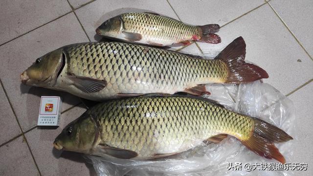 釣鯉魚用什麼魚鉤最好,釣鯉魚用什麼魚鉤好(釣鯉魚我就服這種魚鉤