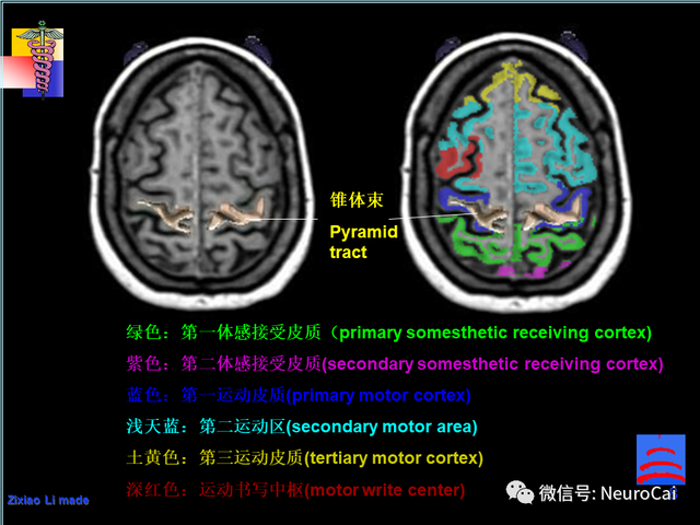 大脑结构图及功能图，人类大脑十大三维解剖图（脑局部解剖与功能图谱）