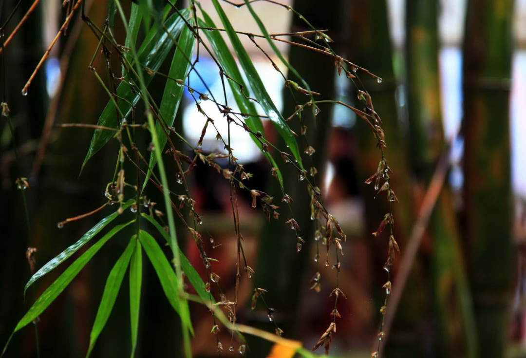 节节高竹炭（竹子开花是）