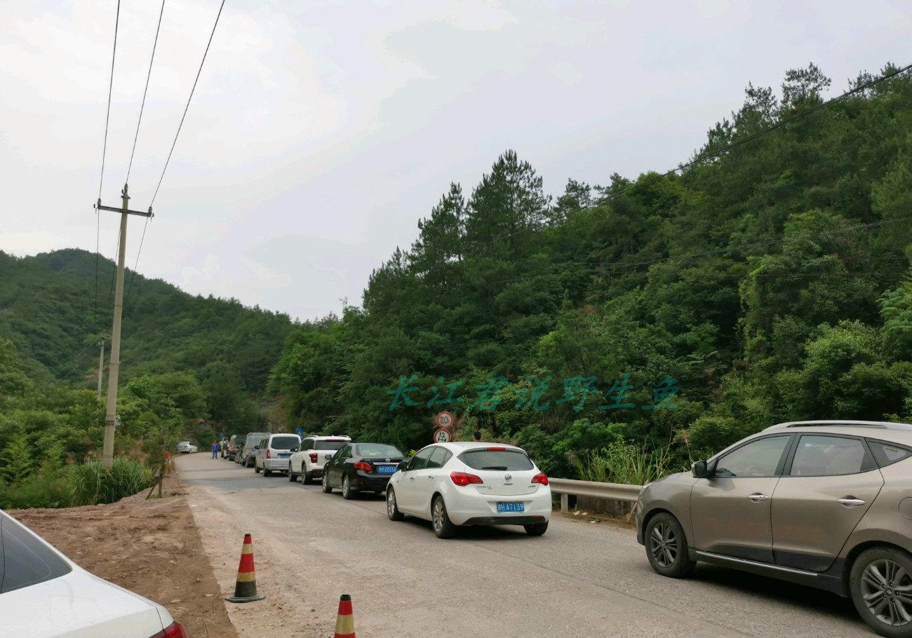 离奇野生石斑鱼现身深海，神秘外形引热议，罕见影像曝光震撼网友眼球。