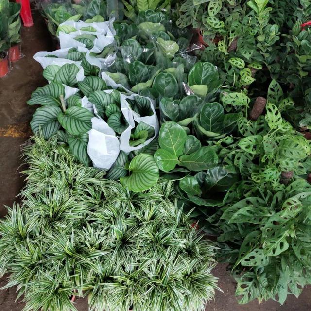 荷花最好看的品种是什么，这花最好看、最好养