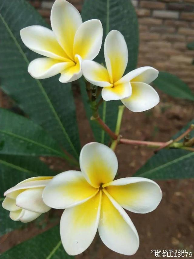 生僻唯美的花名，生僻唯美的花名四字（6种小众花）