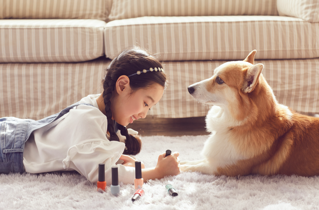 派多格宠物美容培训学校（医生5天出师）