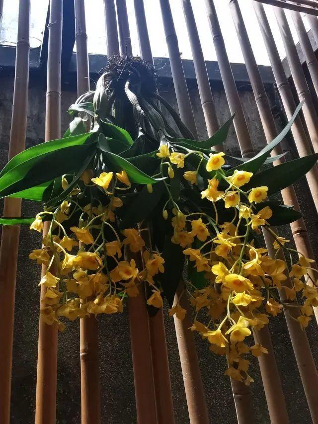 鸟尾花的繁育管理，鸟尾花 花期（30种耐阴花）