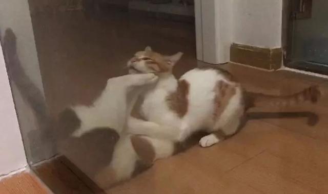 怎么解决猫咪挑食的问题，改善挑食，是一场人猫拉锯战