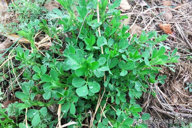 十大碱性食物排名，十大碱性水果排名（春季苜蓿正鲜嫩）