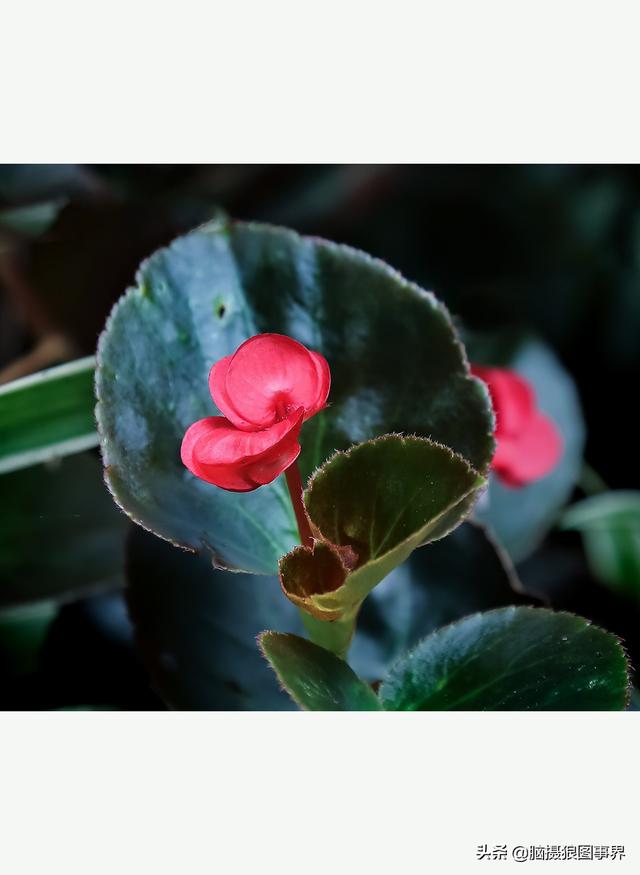 玻璃海象（玻璃海棠，这3个方法你用了吗（玻璃海棠长什么样）