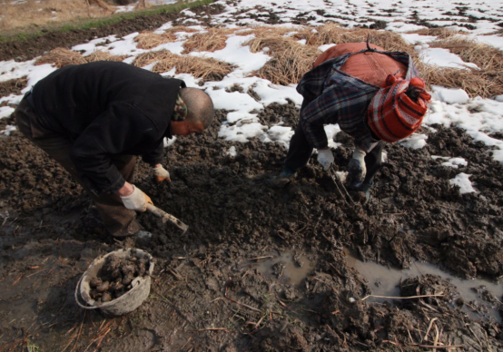 【黄柏木】黄柏木家具好吗，黄柏树木质怎么样（中国最恐怖古墓）