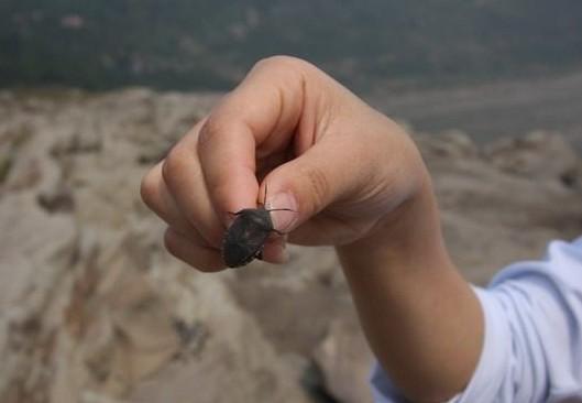 弟弟的惊喜400字作文，弟弟的作文怎么写（弟弟总是能给我一些惊喜）