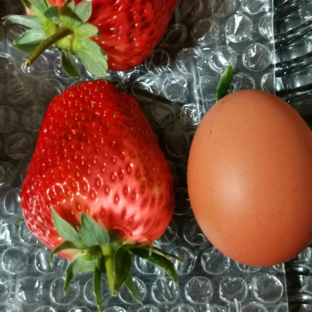 丹东99草莓是四季吗 丹东大草莓孕妇能吃吗，丹东99草莓是四季吗（怀孕可以吃丹东九九草莓吗）