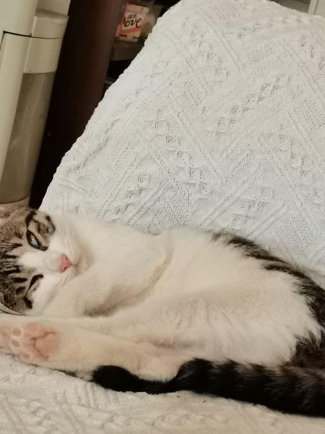 猫肉的做法大全，猫肉有什么做法（请问猫肉怎么做好吃一点）