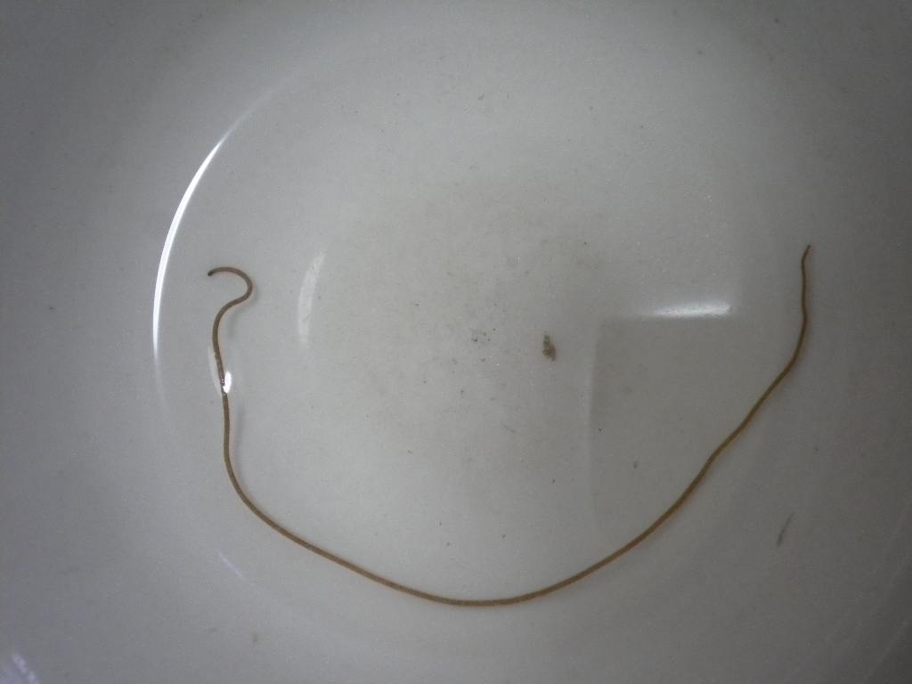 红线虫进入鱼体比较简单,我们都知道,鱼类在鱼苗期,靠水域内的浮游