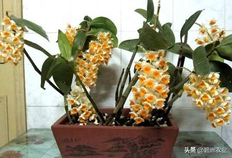 球花石斛的功效与作用及食用方法，球花石斛花的功效与作用有哪些（为您讲解球花石斛的栽培的小妙招）