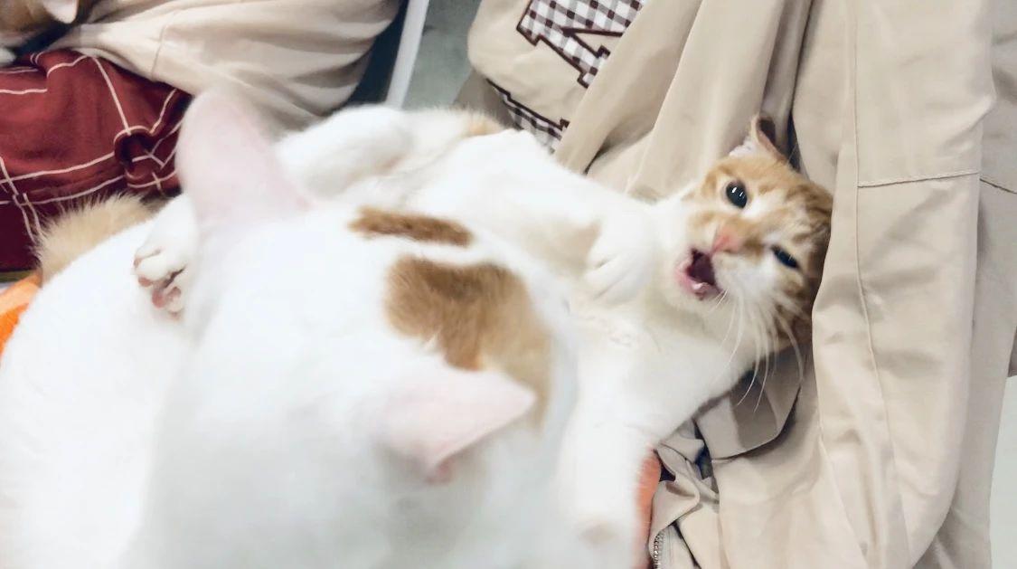 猫咪爱咬人怎么办(猫咪抓人咬人屡教不改怎么办)
