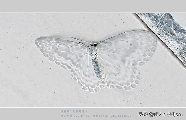 蝴蝶和蛾子的区别，怎样区分蝴蝶和蛾子（你留意过或是拍摄过蛾子图片吗）