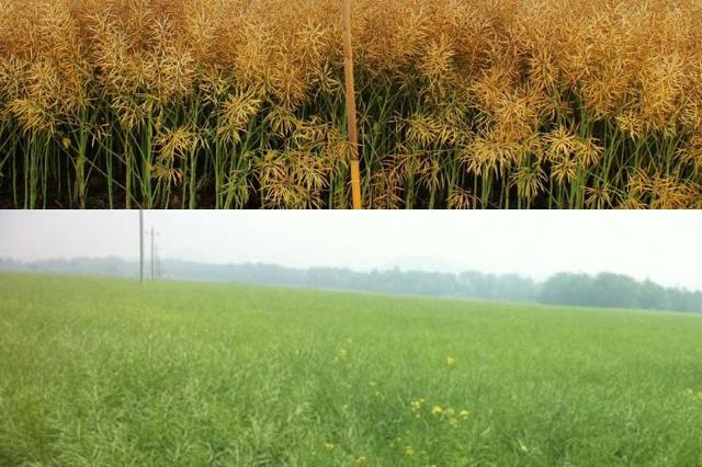 40g等于多少千克，40G等于多少克（移栽油菜高产栽培技术）