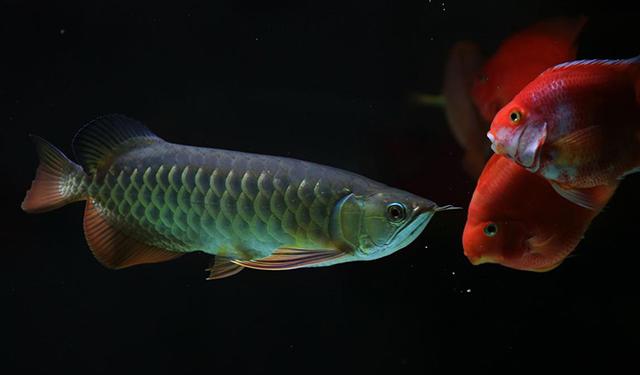 高背红尾金龙鱼，高背金龙鱼的简介-高背金龙鱼的配对方法（鱼友当自强——学会辨识金龙品种和泡药鱼）