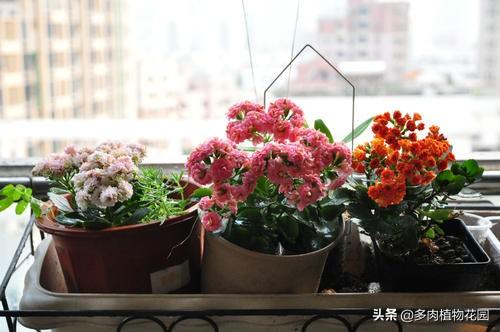 養花知識大全與技巧書（養花高手必備知識點）