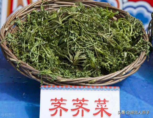 野菜种类有什么，野菜的种类和图片大全（你想要的野菜这里都有）