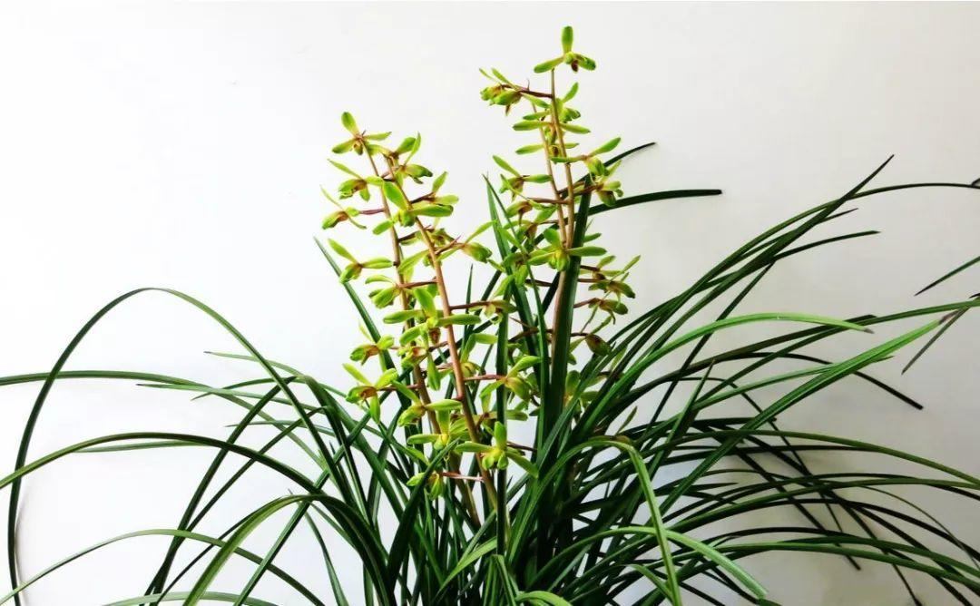 兰花什么时候开花，兰花开花时间（兰花最全养护要点）