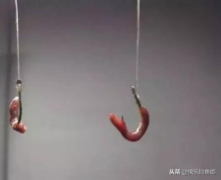 冬季野钓鲫鱼必学技巧：钓鱼蚯蚓的正确挂法详解，提升咬钩率