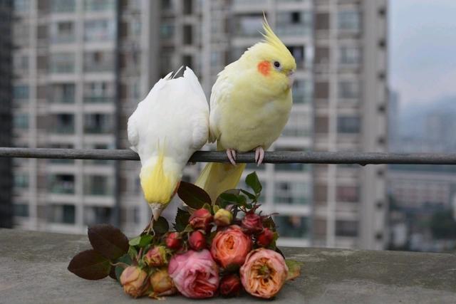 玄鳳鸚鵡會說話嗎,玄鳳口哨教材mp3(想養中型鸚鵡不知道養什麼品種)