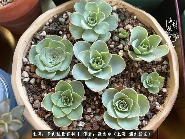 多肉植物图片，感恩相遇，余生相互关照（若绿多肉植物图片）
