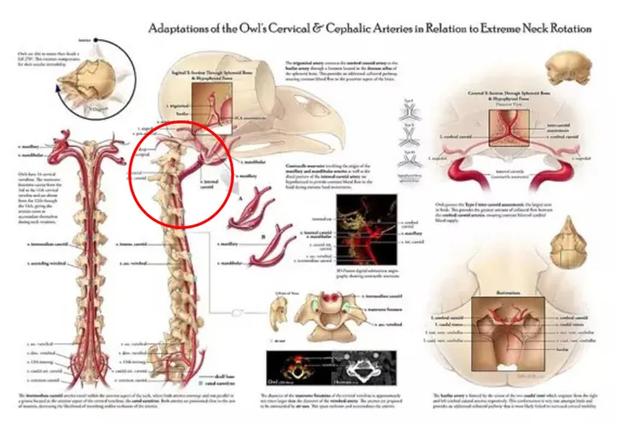 养雪鸮犯法吗，宠物雪貂多少钱一只（猫头鹰的构造原来这么奇葩）