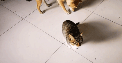 狸花猫是土猫吗，狸猫是土猫吗（那些年嘲笑狸花是小土猫的人）