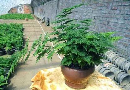 文竹怎么修剪，文竹怎么修剪成迎客松样子（文竹“修剪”有诀窍）